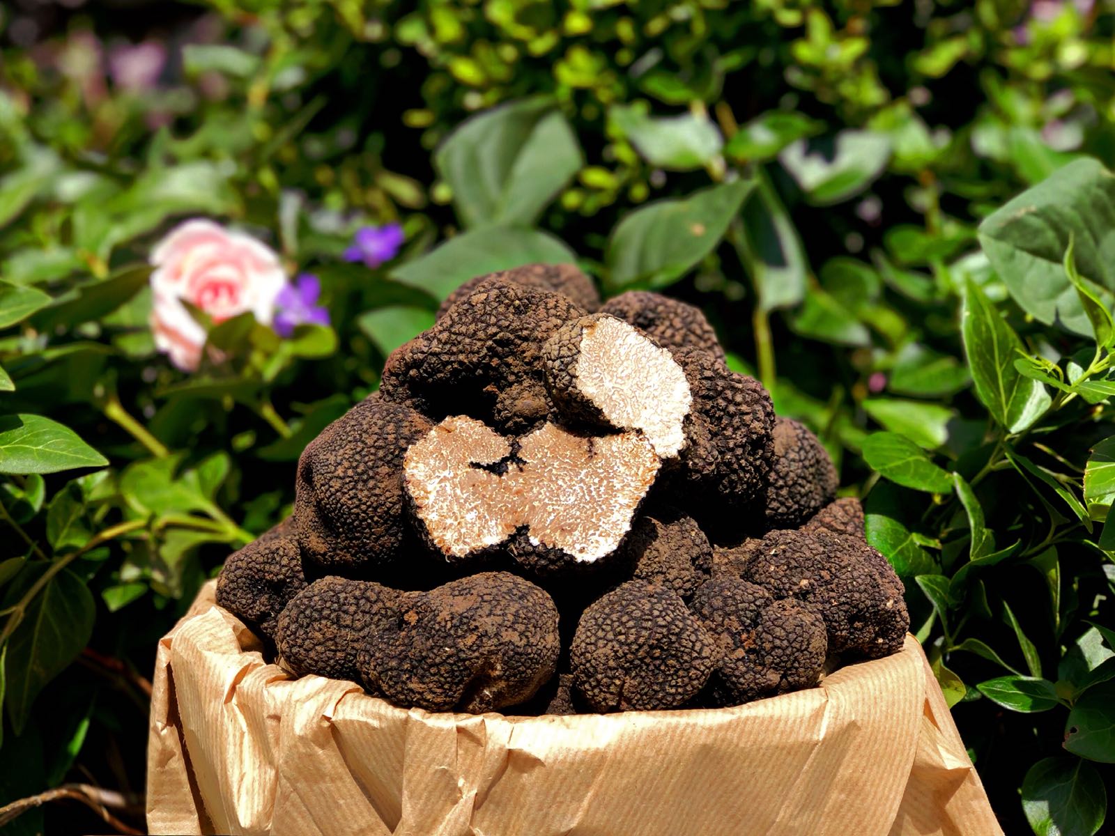 tartufi tartufo estivo norcineria laudani
